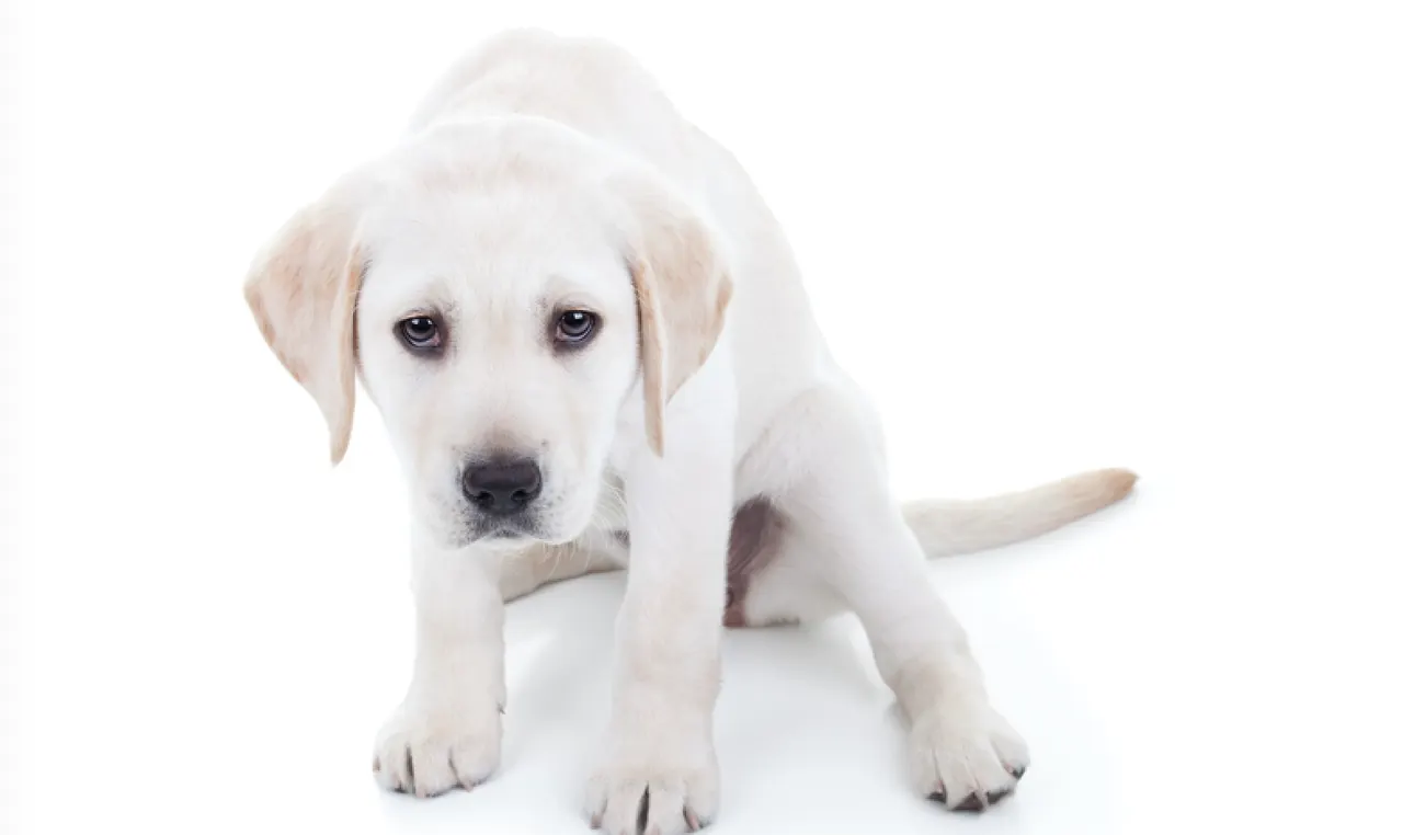Animal Abuse and Florida Law
