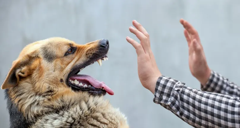 Why You Need an Experienced Defense Attorney if You Are Charged With Animal Cruelty
